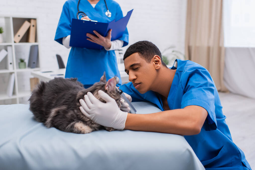 Best Veterinary Hospitals in Eaton WA and How They Can Help Your Pet