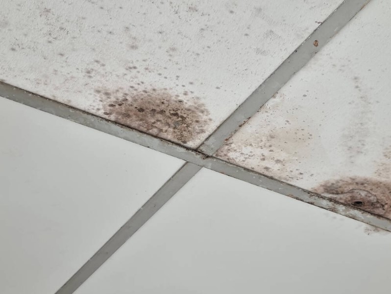 mould removal service